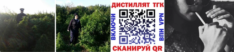 Купить закладки  Гусев  ТГК вейп с тгк 